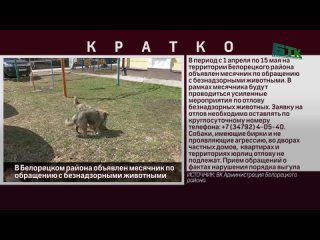В Белорецком района объявлен месячник по обращению с безнадзорными животными