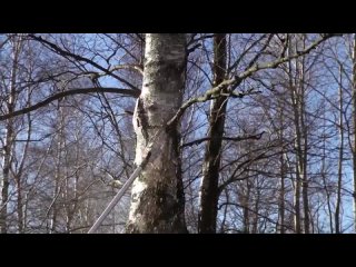 Вырезка сухих ветвей на деревьях Аллеи Славы в Полежаевском парке