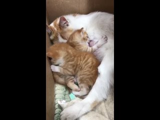 Видео от Приют для кошек “Рыжий Кот“ в Санкт Петербурге