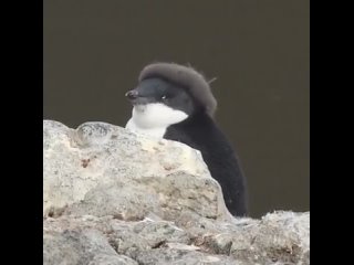 A molting baby penguin with its baby feathers still on its head