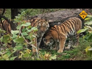 The Siberian tiger or Amur tiger is one of the rarest tiger subspecies, and it is listed in theRedDataBook. Unlike other tige