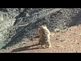 Una pelea épica entre dos marmotas fue captada por la cámara en una reserva nacional en Gansu, China