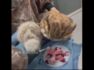 Feeding a rescued owlet