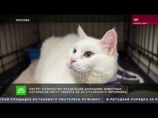 В Москве растёт количество владельцев домашних животных, которые не могут забрать их из питомника.