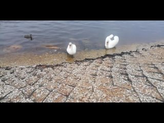 Видео от Палкино. Места отдыха детей и взрослых