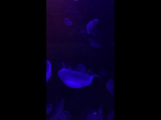 Завораживающее зрелище — медуза аурелия из Ленинградского зоопарка