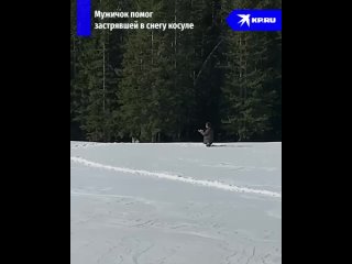 Россиянин пришёл на выручку застрявшей в снегу косуле