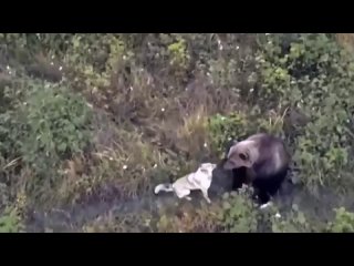 На Камчатке с помощью дрона искали пропавшего пёселя, а обнаружили его тусующимся в компании медведей