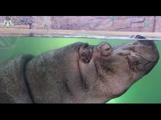 Как спасается от жары красавицы Захарья из Казанского зооботсада (видео)