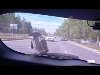 Ворона. ВОрон это другой вид. - Yulia Yulina