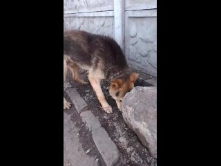 Видео от «Хатико»  - защита животных в г. Кызыл