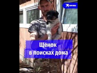 Щенок в поисках дома