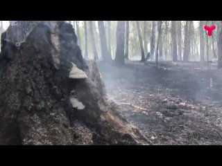 Разжигать огонь и посещать леса запрещено