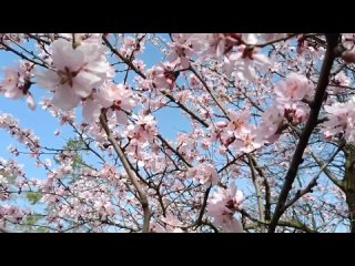 Такая красота сейчас в Дендропарке в Тирасполе. Всё цветёт. Можно прийти с 10 утра до 6 вечера. Понедельник – выходной. Как зацв