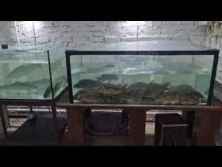 Видео от Рыбная ферма г. Пенза