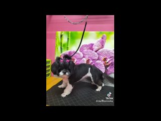Video by Стрижка  собак  и  кошек Луганск