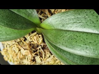 Видео от Орхозабота. Орхидеи - продажа