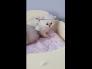 Video by Шотландские  британские котята  Lucky13cats,Омск