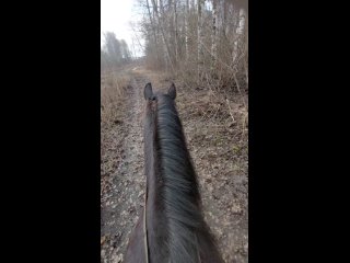 Видео от Конный клуб в г.Саранск