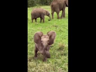 А вы видели когда-нибудь слонов в живую? Делитесь в комментариях своими ответами.