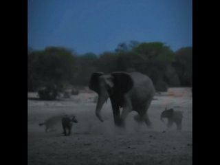 слониха защищает слоненка