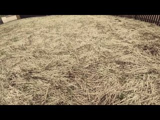 Видео от косим траву и борщевик