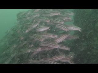 School of Catfish on Mattaphon Wreck | Diving in Pattaya, Thailand