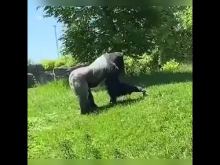 Видео Мир животных