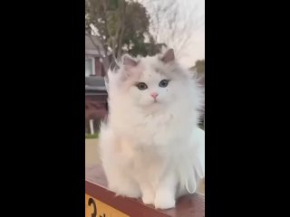Video oleh Оськин-Кот товары для кошек СПб | ЛО