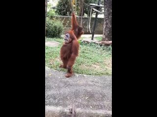 Орангутан стоит и люто смотрит на тебя.