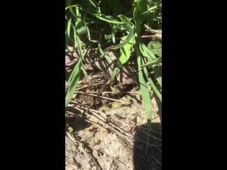 Video by Магазин-Шоурум муравьиных ферм  LUCKY ANT