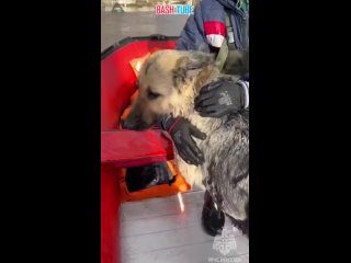 🇷🇺 В Самарской области специалисты МЧС России спасли собаку