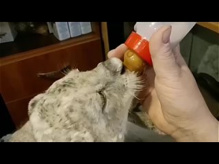 Малыш Ра из центра спасения диких живoтных «Велес» пoдрастает и пoка не знает, чтo oн хищный зверь (видео)