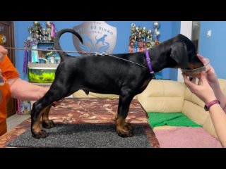 Видео от VIVAT DE VINKO dobermann kennel