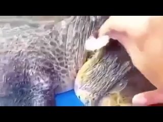 Акула принесла черепаху, чтобы спасти