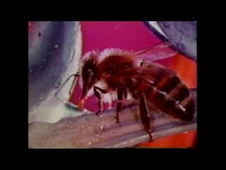 Город пчёл. Документальный фильм 1962 года. Научный институт Муди. Пчела - человек - Бог