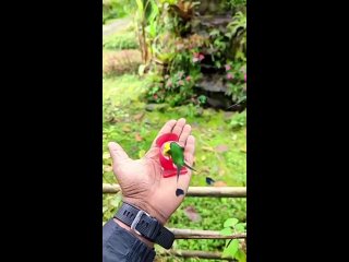 На видео показана очаровательная миниатюрная птичка колибри, обитающая на территории Перу высоко в горах.