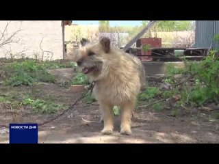 ️ ️ ️ ️ ️Кошки, собаки и ёж: дом оренбурженки отрезан водой от большой земли. Эвакуироваться женщина не стала, не захотела остав