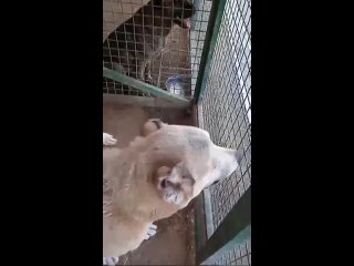 Видео от Давайте помогать животным...