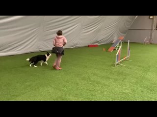 Video by Импульс: тренинг собак. Кинолог Москва, МО
