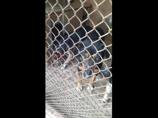 Video van Группа помощи собакам Мокрый нос