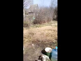 Video từ МОИ АНГЕЛЫ  мои собаки