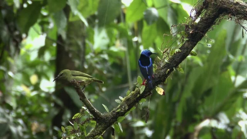 This Bird Is Half Male, Half Female, and Completely Stunning