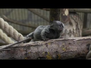 Маленький игрунок. Видео Ленинградского зоопарка