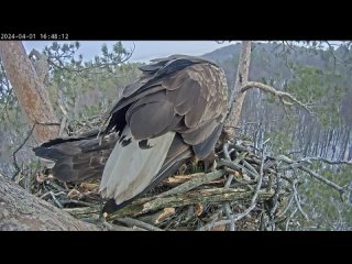 Запись из гнезда орланов-белохвостов Чулмана и Камы