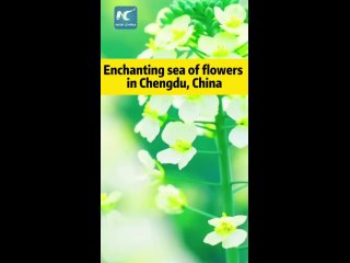 Насладитесь очаровательным морем цветущих цветов рапса в городе Чэнду на юго-западе Китая.