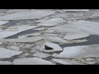 Видео от Визит-центр Музей Белого моря