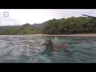 Комодские драконы нападают на лодку с людьми