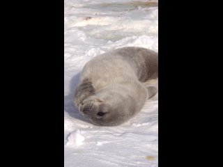 Милашка тюлень