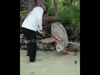 Черепаха застряла в корнях дерева
